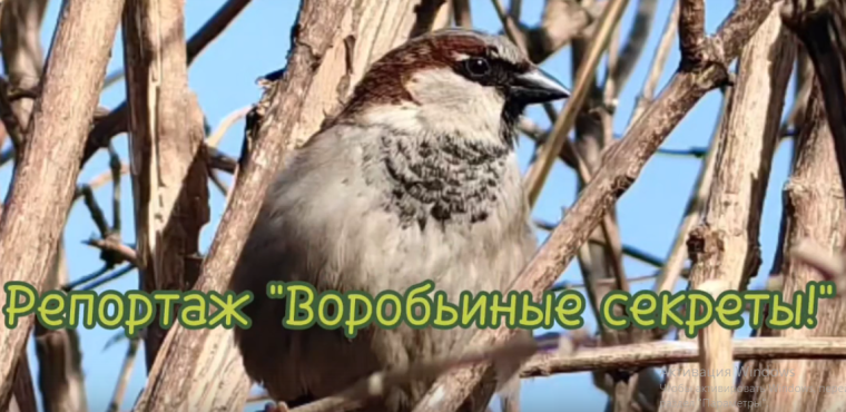 Репортаж "Воробьиные секреты".